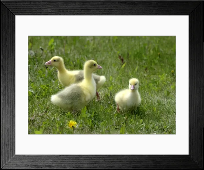 Framed Print : Picture No. 10860031 Framed Print : Picture No. 10860031