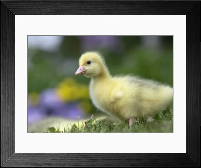 Framed Print : Picture No. 10860033 Framed Print : Picture No. 10860033