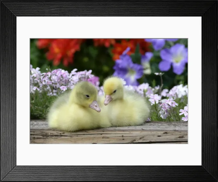 Framed Print : Picture No. 10860036 Framed Print : Picture No. 10860036
