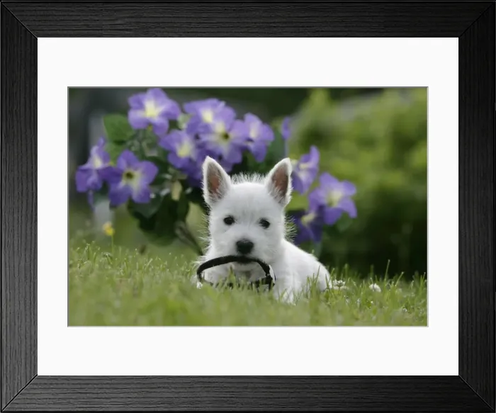 Framed Print : Picture No. 10860039 Framed Print : Picture No. 10860039