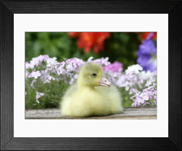 Framed Print : Picture No. 10860035