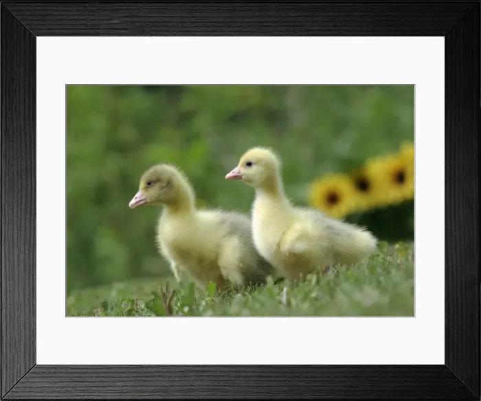 Framed Print : Picture No. 10860034 Framed Print : Picture No. 10860034