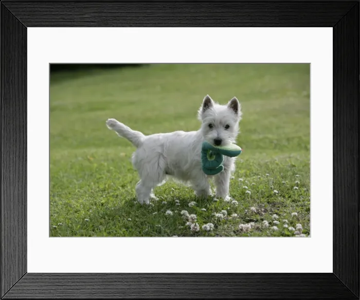 Framed Print : Picture No. 10860044 Framed Print : Picture No. 10860044