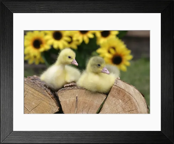 Framed Print : Picture No. 10860037 Framed Print : Picture No. 10860037