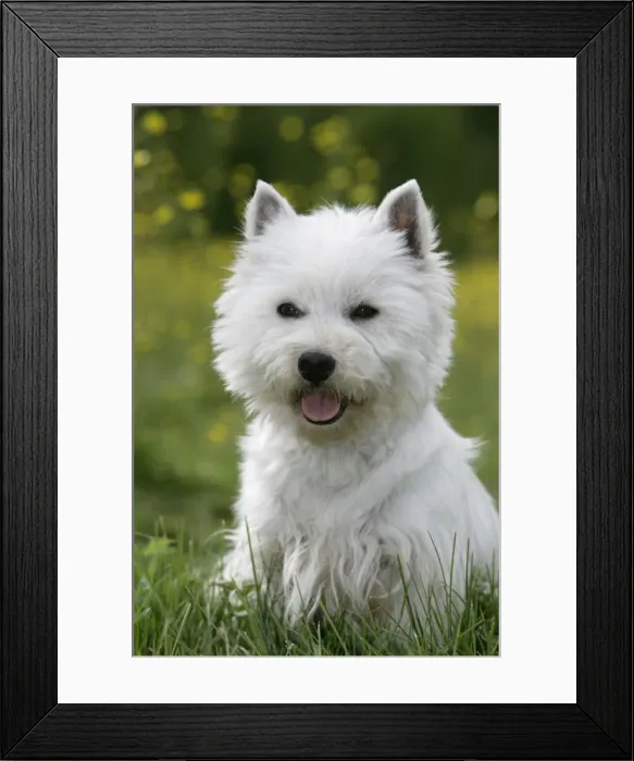 Framed Print : Picture No. 10860045 Framed Print : Picture No. 10860045
