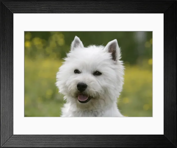 Framed Print : Picture No. 10860048 Framed Print : Picture No. 10860048