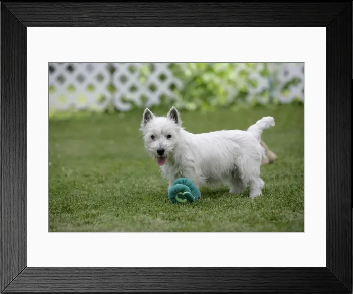 Framed Print : Picture No. 10860043 Framed Print : Picture No. 10860043