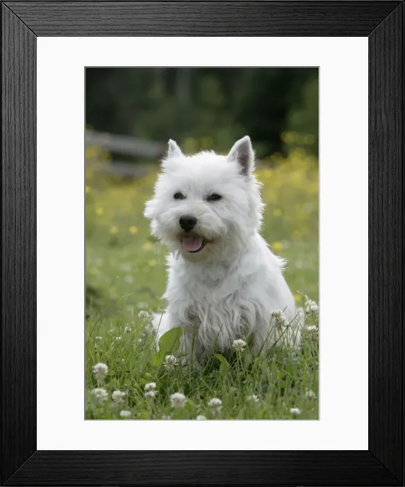 Framed Print : Picture No. 10860050 Framed Print : Picture No. 10860050