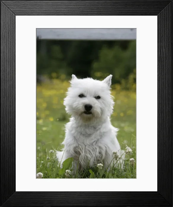 Framed Print : Picture No. 10860052 Framed Print : Picture No. 10860052
