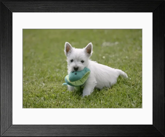 Framed Print : Picture No. 10860053 Framed Print : Picture No. 10860053