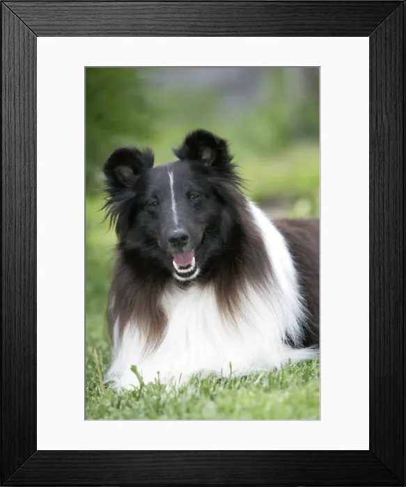 Framed Print : Picture No. 10860057 Framed Print : Picture No. 10860057