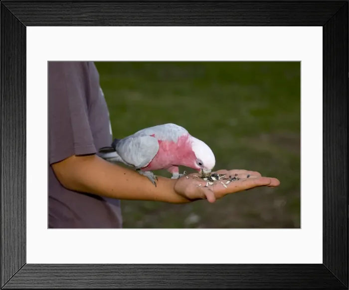 Framed Print : Picture No. 10860161 Framed Print : Picture No. 10860161