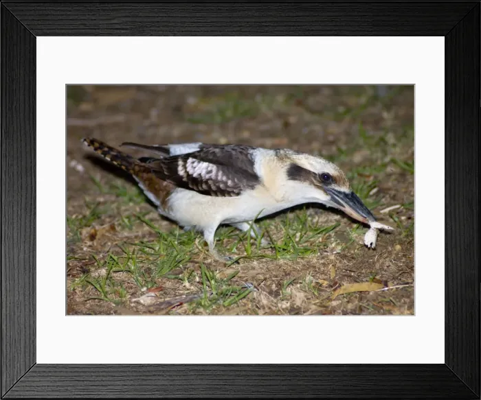Framed Print : Picture No. 10860164 Framed Print : Picture No. 10860164