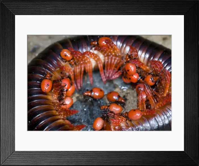 Framed Print : Picture No. 10861359 Framed Print : Picture No. 10861359
