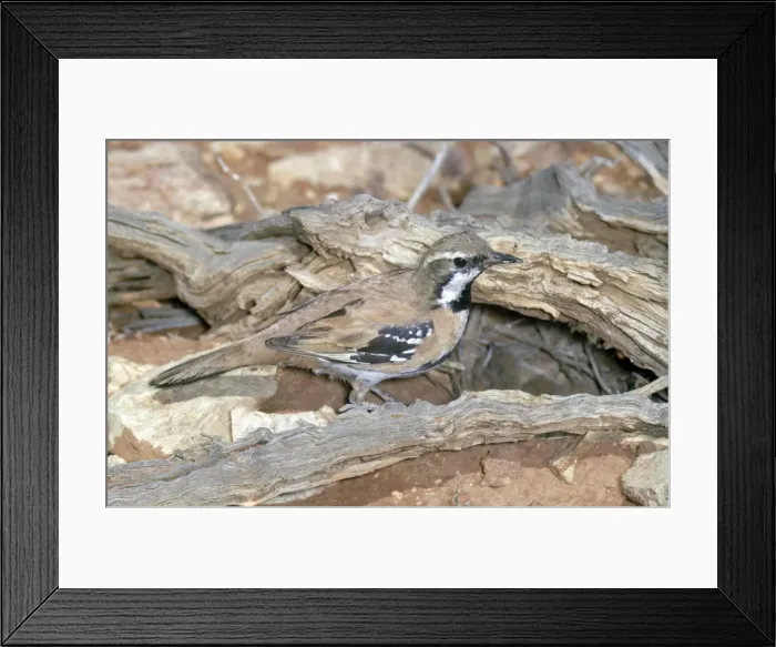 Framed Print : Picture No. 10860610 Framed Print : Picture No. 10860610