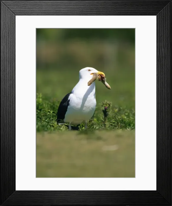 Framed Print : Picture No. 10860946 Framed Print : Picture No. 10860946