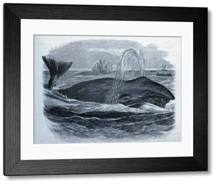 Framed Print : Picture No. 10860998 Framed Print : Picture No. 10860998