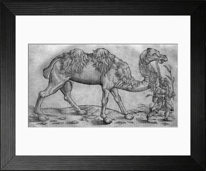 Framed Print : Picture No. 10861003 Framed Print : Picture No. 10861003