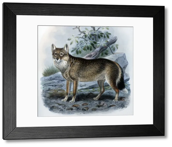 Framed Print : Picture No. 10861008 Framed Print : Picture No. 10861008