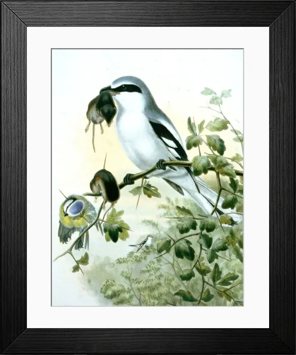 Framed Print : Picture No. 10861012 Framed Print : Picture No. 10861012