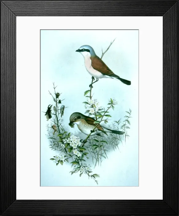 Framed Print : Picture No. 10861017 Framed Print : Picture No. 10861017