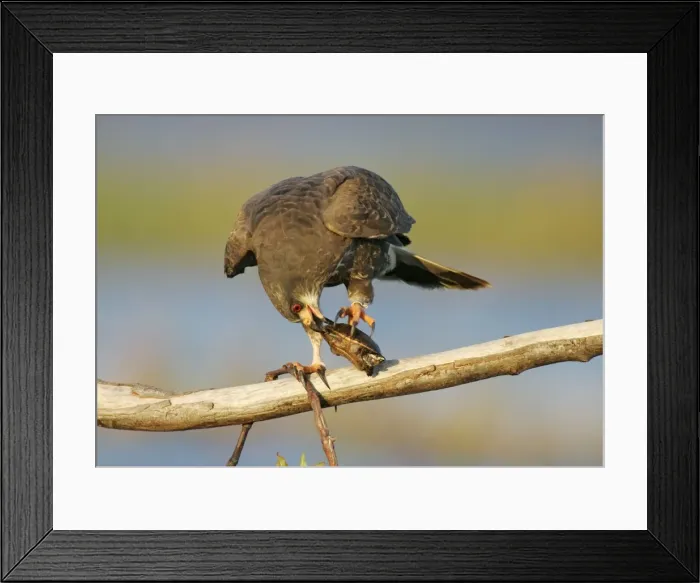 Framed Print : Picture No. 10861204 Framed Print : Picture No. 10861204