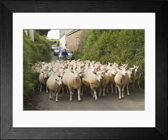 Framed Print : Picture No. 10861039 Framed Print : Picture No. 10861039