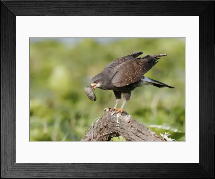 Framed Print : Picture No. 10861206 Framed Print : Picture No. 10861206