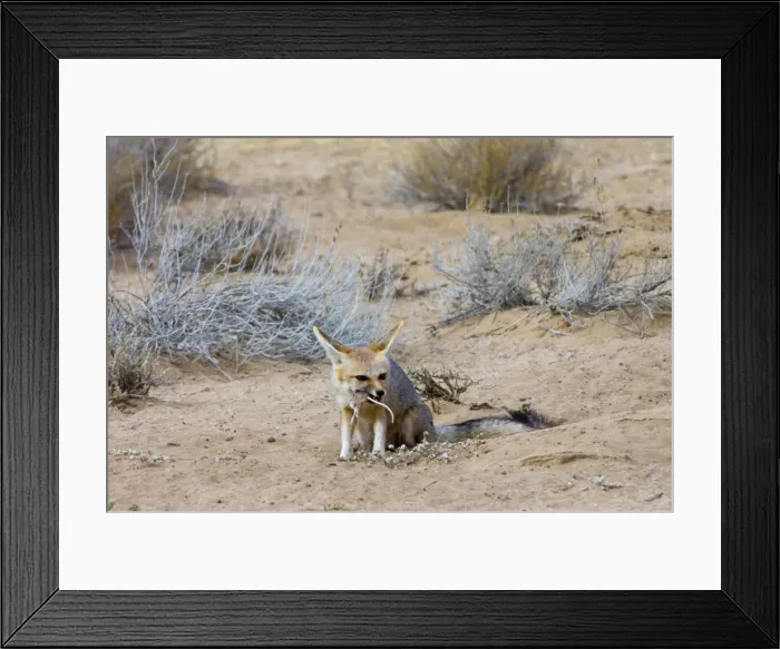 Framed Print : Picture No. 10861297 Framed Print : Picture No. 10861297