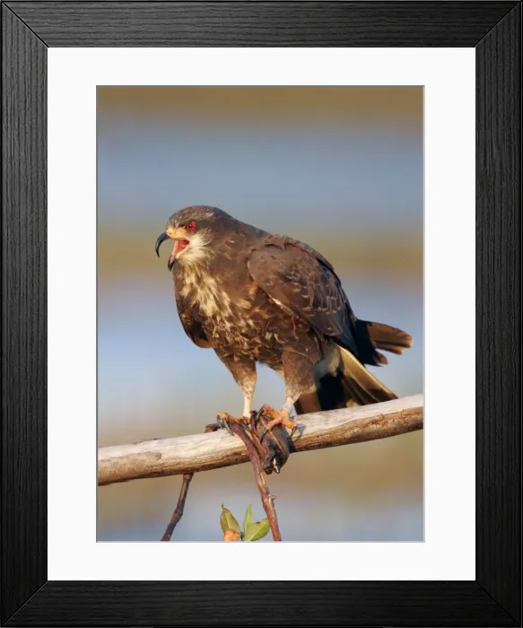 Framed Print : Picture No. 10861208 Framed Print : Picture No. 10861208