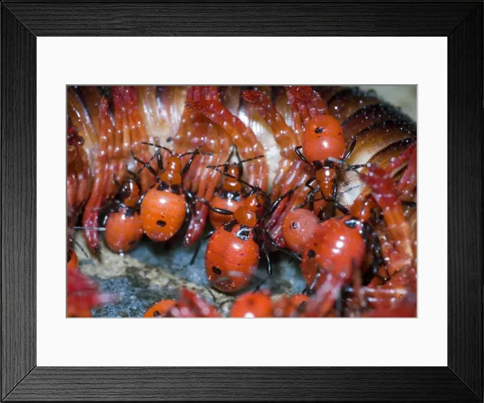 Framed Print : Picture No. 10861358 Framed Print : Picture No. 10861358