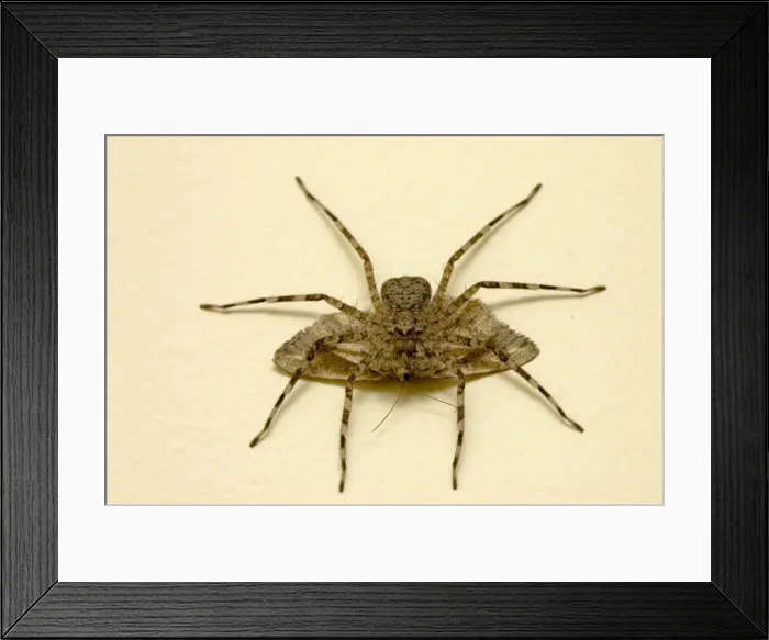 Framed Print : Picture No. 10861393 Framed Print : Picture No. 10861393