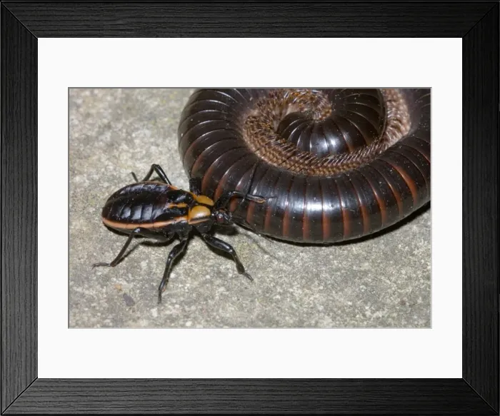 Framed Print : Picture No. 10861397 Framed Print : Picture No. 10861397