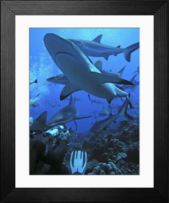 Framed Print : Picture No. 10861036 Framed Print : Picture No. 10861036