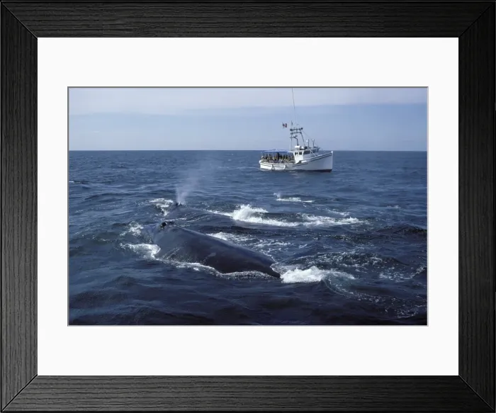 Framed Print : Picture No. 10861500 Framed Print : Picture No. 10861500