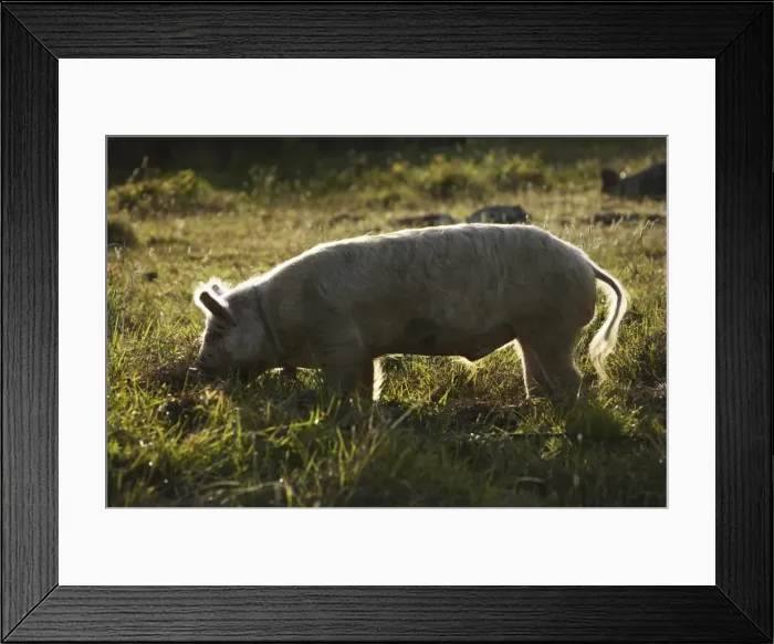 Framed Print : Picture No. 10861600 Framed Print : Picture No. 10861600
