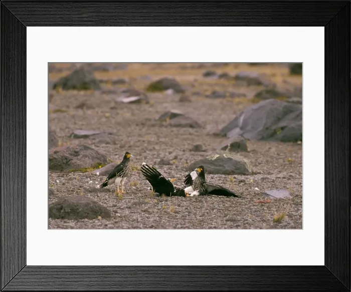 Framed Print : Picture No. 10861657 Framed Print : Picture No. 10861657