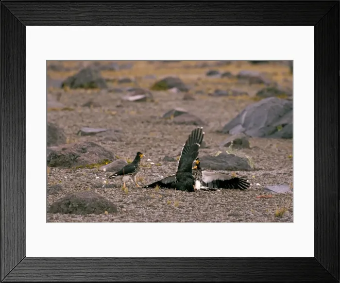 Framed Print : Picture No. 10861656 Framed Print : Picture No. 10861656