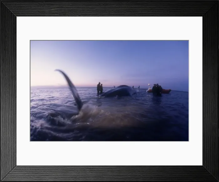 Framed Print : Picture No. 10861748 Framed Print : Picture No. 10861748