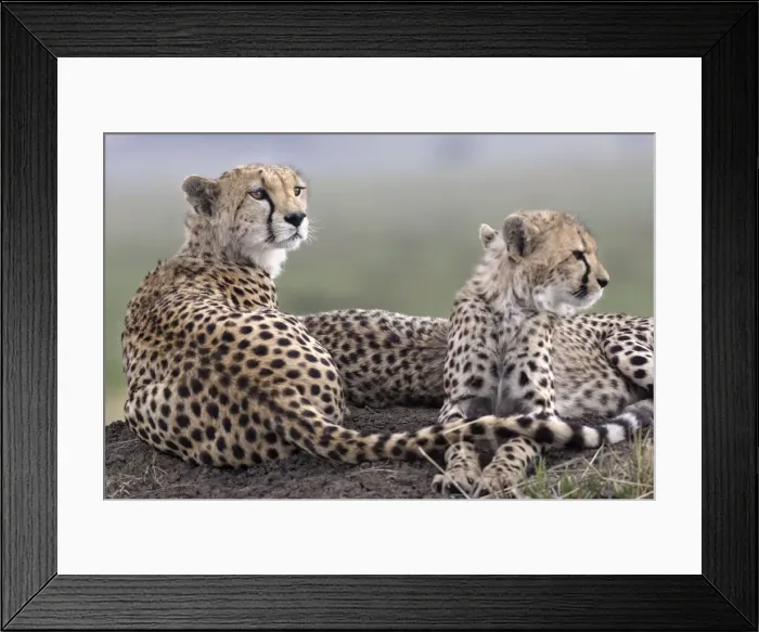 Framed Print : Picture No. 10861912 Framed Print : Picture No. 10861912