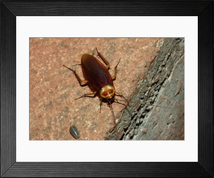 Framed Print : Picture No. 10861984 Framed Print : Picture No. 10861984