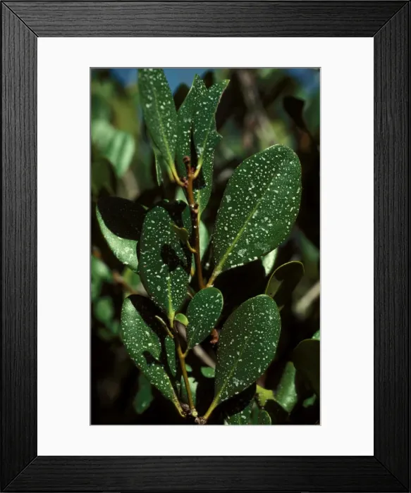 Framed Print : Picture No. 10862034 Framed Print : Picture No. 10862034