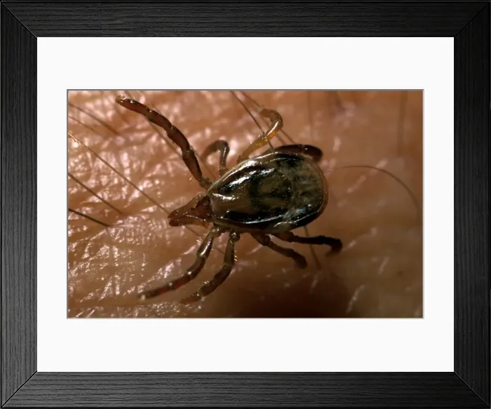 Framed Print : Picture No. 10862101 Framed Print : Picture No. 10862101