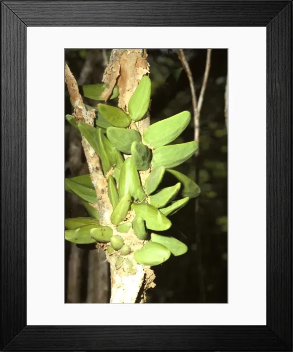 Framed Print : Picture No. 10862224 Framed Print : Picture No. 10862224
