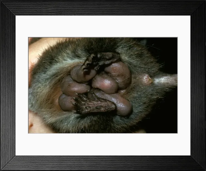 Framed Print : Picture No. 10862108 Framed Print : Picture No. 10862108