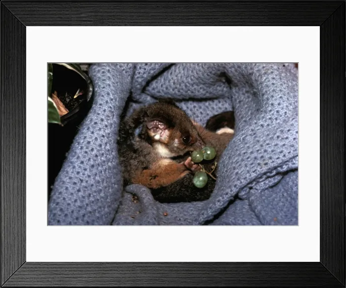 Framed Print : Picture No. 10862110 Framed Print : Picture No. 10862110