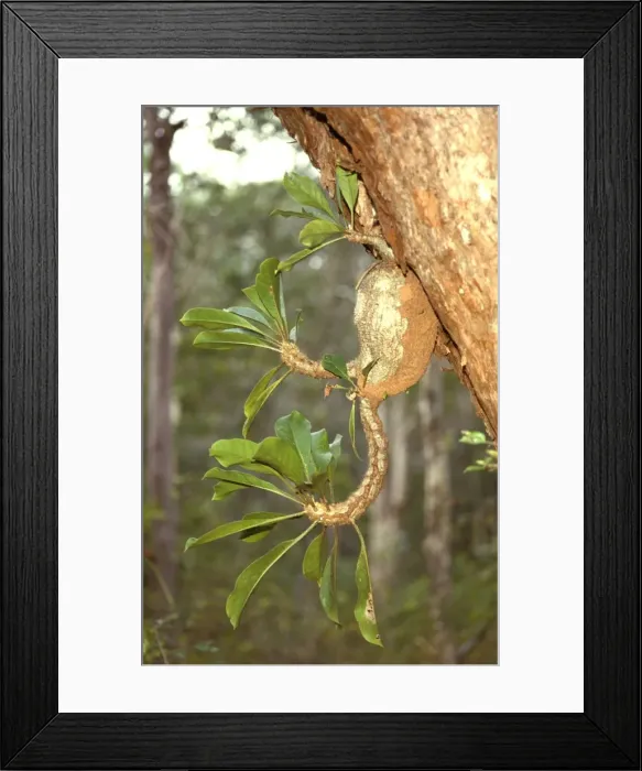 Framed Print : Picture No. 10862229 Framed Print : Picture No. 10862229