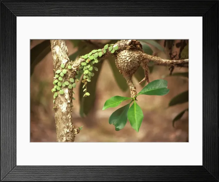 Framed Print : Picture No. 10862230 Framed Print : Picture No. 10862230