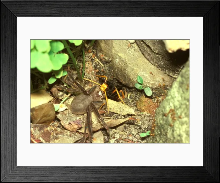 Framed Print : Picture No. 10862244 Framed Print : Picture No. 10862244