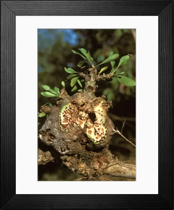 Framed Print : Picture No. 10862228 Framed Print : Picture No. 10862228